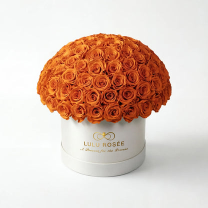 LULU ROSÉE large le plein orange roses white box on white background