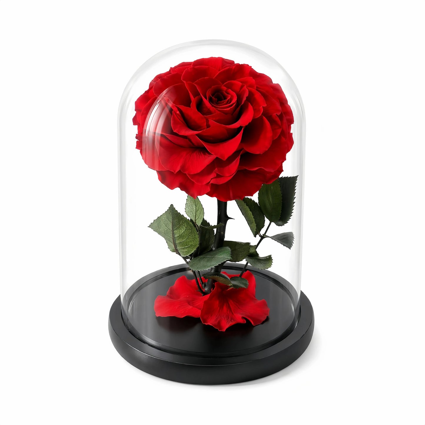 LULU ROSÉE Beauty and the Beast Red Rose Dome with Green Leaves, Everlasting Rose in Glass Case on a white background