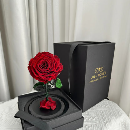 LULU ROSÉE little prince red rose on white background