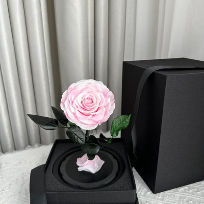 LULU ROSÉE little prince rose pink rose on white background