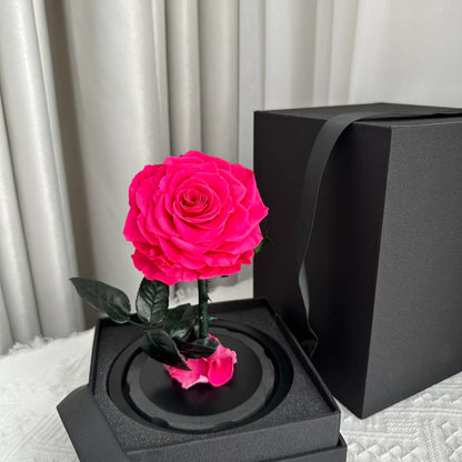 LULU ROSÉE little prince rosy rose in a romantic bedroom
