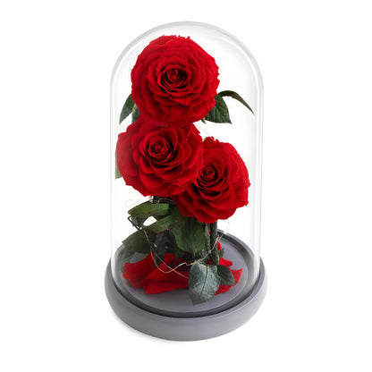 TLULU ROSÉE Beauty and the Beast Triple Red Rose Dome, Everlasting Preserved Flower on a white background